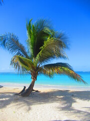 Fototapeta na wymiar Un palmier sur la plage de sable blanc, devant la paradisiaque mer turquoise