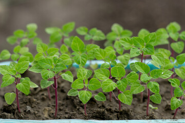 Green seedlings in plastic box close up,new sprouts preparing for planting into ground on spring,seasonal work in garden and yard on summer,image for calendar,poster