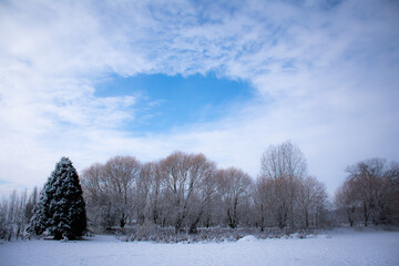 winter landscape with trees and snow