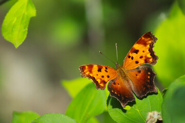 The Question Mark Butterfly, Polygonia interrogationis
