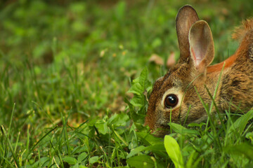 Close Up of a Rabbit Eating Grass