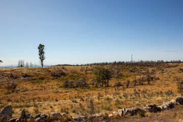 Dry field with single tree and blue sky