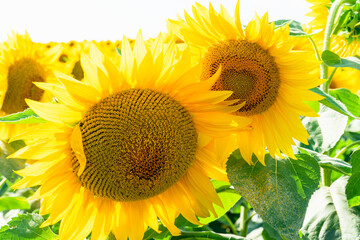 A pair of beautiful sunflowers console each other