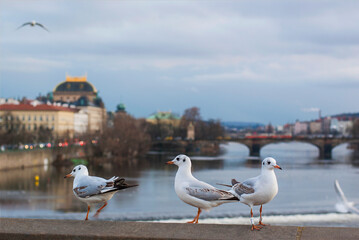 Several white seagulls against the background of the city of Prague, Czech Republic. The bridge and the Vltava River in the background.