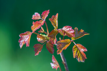 Poison oak in spring, shiny red and green leaves of young plant close up detail, Northern California hazardous plants rhus toxicodendron identification, urushiol oil irritant