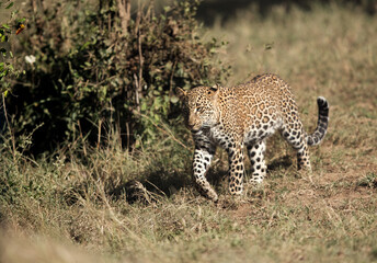 Leopard Koboso walking near the Vehcile at Masai Mara, Kenya