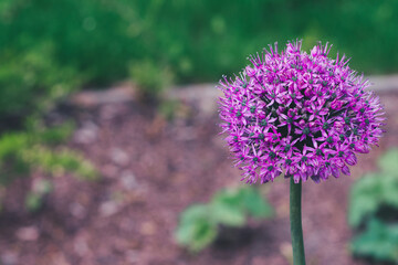 Fototapeta premium Bloom, violet, onion, wild onion, blurred, background, copy space. Violet wild onion blooms on a green blurred background.