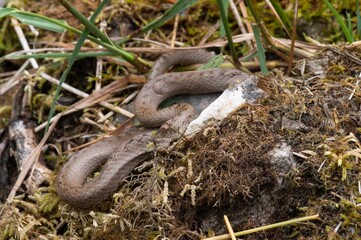 Smooth snake resting on a mossy soil
