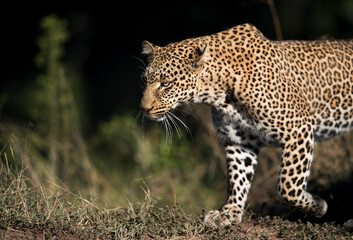 Closeup of Leopard Koboso at Masai Mara, Kenya