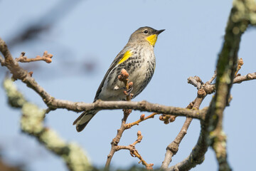 Yellow Rumped Warbler perched on a branch in Rockville Hills Park, Fairfield CA, setophaga coronata Northern California fauna birding identification