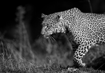 Closeup of Leopard Koboso at Masai Mara, Kenya