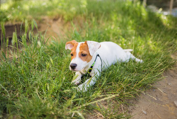 portrait of a dog Russell Jack Terrier on a green lawn