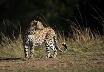 Leopard Koboso turning back, Masai Mara, Kenya