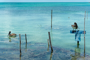 Water birds in clear blue ocean on an island in Belize