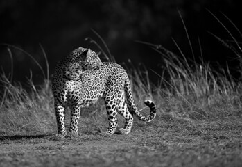 Leopard Koboso seeing at the back, Masai Mara, Kenya