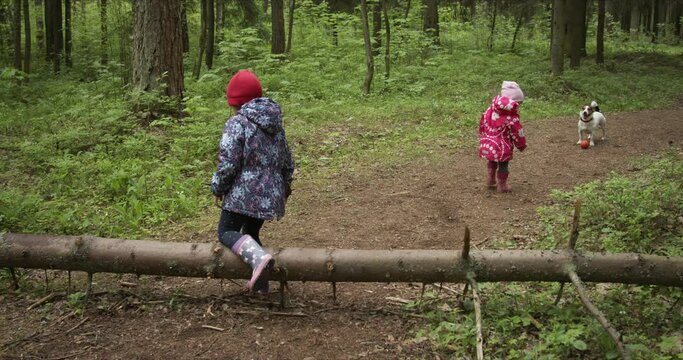 Rear view of two sisters walking amidst forest with dog