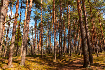European pine forest landscape, pine trees