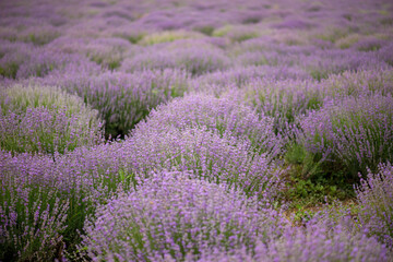 Plakat Lavender flower blooming scented fields