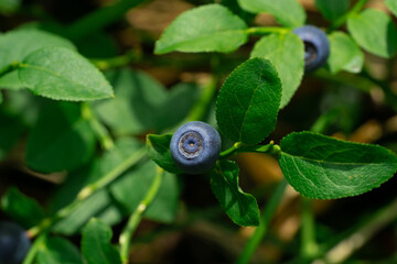 green bushes with blueberry fruits in the wild forest . . High quality photo