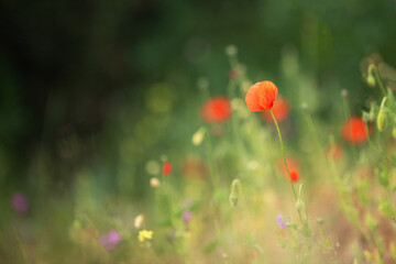 Vivid red delicate poppy flower and green field. Adorable bokeh, sunny summer mood.