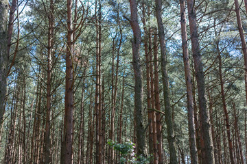 Obraz premium Pine forest