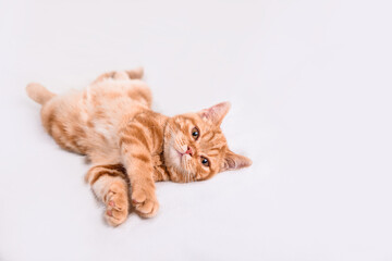 Naklejka premium A small red-haired kitten lies on a white bedspread.