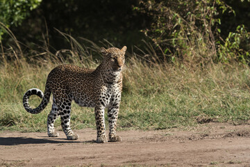 Fototapeta na wymiar Leopard Koboso standing upright, Masai Mara, Kenya