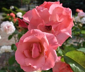 pink roses in garden