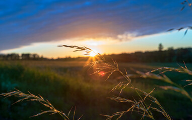 Sunset in the field