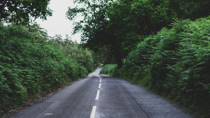 Obraz premium road in the forest