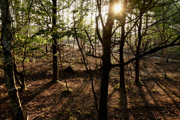 Mystical forest on summer evening with sunrays behind the trees at Pietzmoor, Lüneburg heath,...