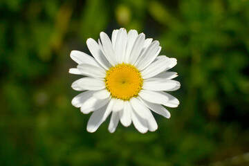Fototapeta premium Blooming chamomile with white petals close-up, top view