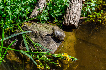 Schildkröte beim Sonnenbaden