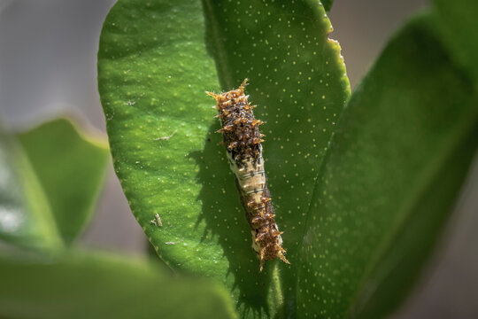 Baby small caterpillar on leaf macro shot
