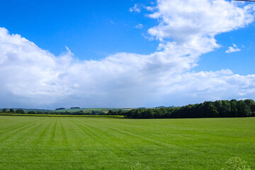 green field and blue sky