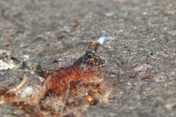Dragonfly and moss on concrete
