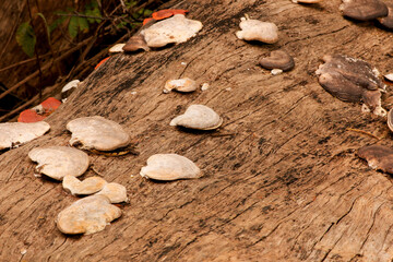 Fungus growing on a fallen tree stump in the woods