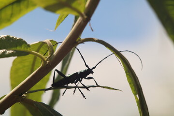 Insect perched on a green branch