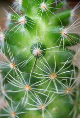 Closeup Amazing Texture of a Thorny Ladyfinger Cactus plant for Background or Banner