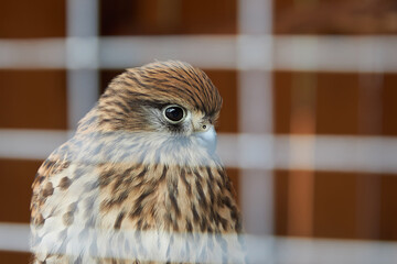 A bird of prey sits behind the bars of a cage
