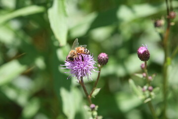 Honey Bee On A Purple Wildflower