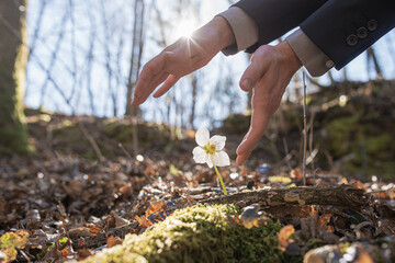 Hands of a businessman making protective gesture around a  blooming hellebore flower
