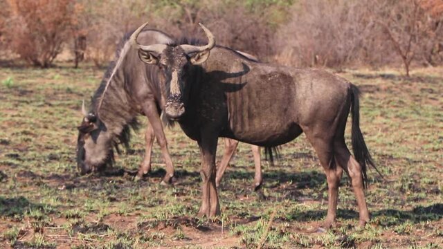 Muddy Wildebeest sentry standing guard as the herd grazes