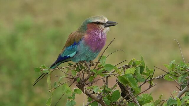 Colorful lilac-breasted roller perched upon a green shrub near Kruger National Park in South Africa.