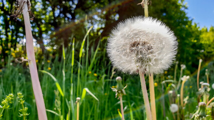 a mature Dandelion flower  in the spring season in Germany