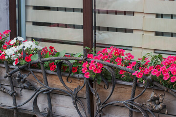 Fototapeta na wymiar Red beautiful petunia flowers cloak the entrance to the summer cafe. Walk around the city on a sunny summer day.