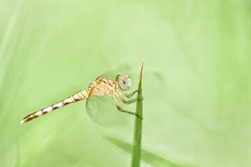 dragonfly on a leaf