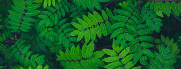 Relaxing textured summer garden green leaves background, banner
