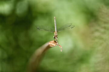 dragonfly on a leaf