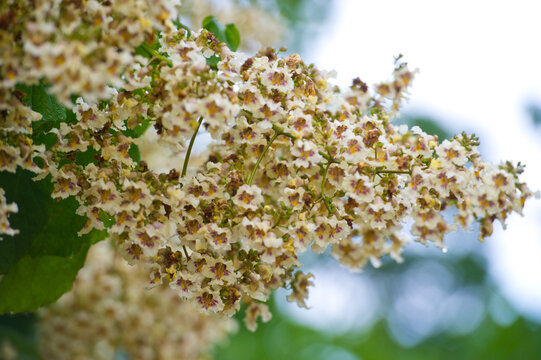 Flowers of a Cigar tree in summer, Catalpa speciosa. Bignoniaceae